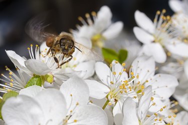 Honey Bee in Flight