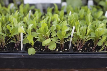 Arugula sprouting in plastic pots