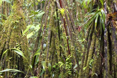 Rainforest interior, Ecuador