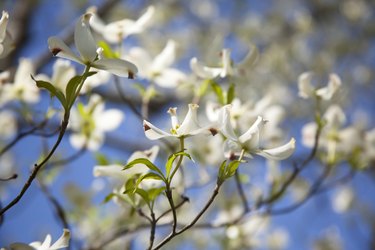 Dogwood tree blooms in East Texas