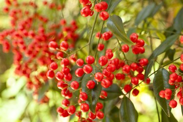 Red Winter berries on a nandina bush.