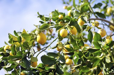 lemons on lemon tree