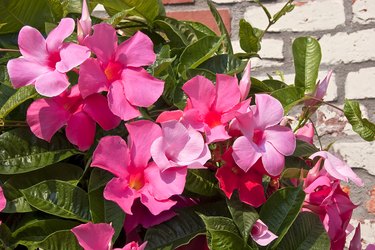 Pink Mandevilla