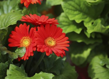 Gerbera Daisy. Red Flowers