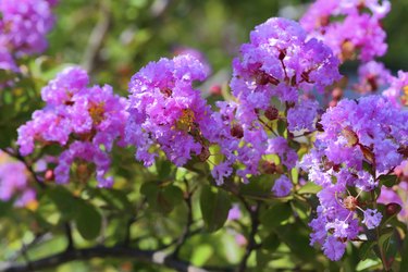 lagerstroemia