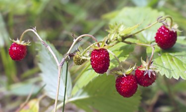 Wild strawberry