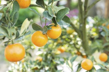 Orange orchard with unripe oranges