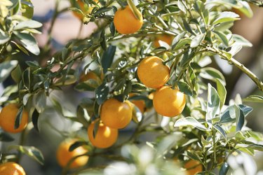 fresh orange on plant