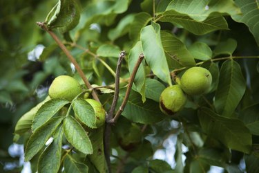 Green walnuts growing on a tree