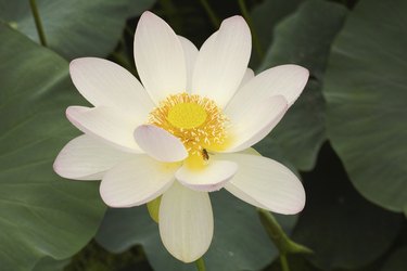 Lotus(kaihime,甲斐姫)