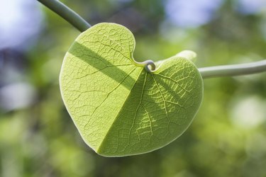 Dutchman's pipe vine leaf.