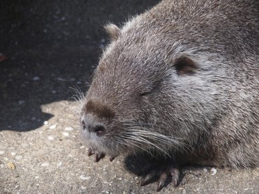 nutria