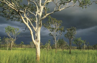 Eucalyptus trees in field