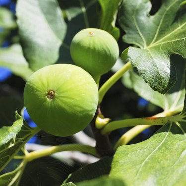 Two fig on a tree