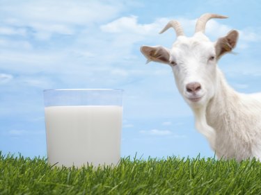 Goat Milk