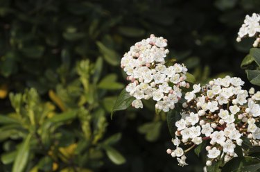 Viburnum Tinus