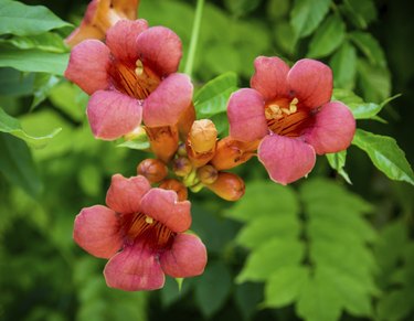 Campsis radicans. Trumpet vine or trumpet creeper also known in North America as cow itch vine or hummingbird vine.