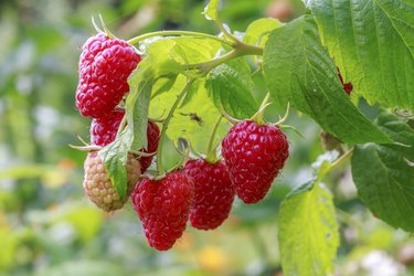 Growing raspberries