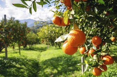 Orange tree