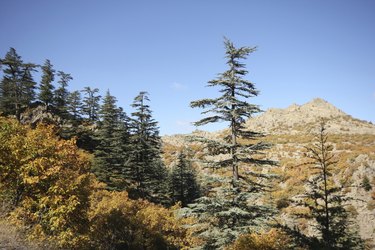 Ponderosa Pine Tree