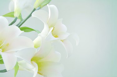 White lilies