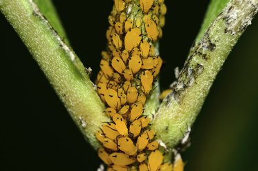 Orange oil kills aphids when applied heavily enough to cover the plants they infest.
