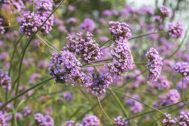 verbena flower