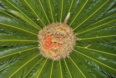 An overhead view of seeds in the center of a Queen Palm tree.
