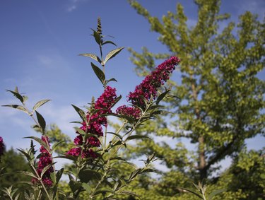 buddleia