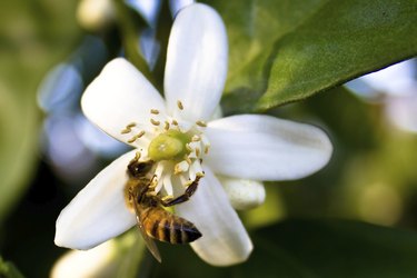 Bee on Orange Blossom