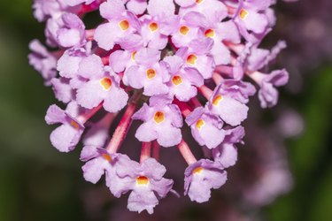 Buddleja Davidii