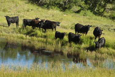 Black Angus Cattle and pond on the Kolob Plateau Utah