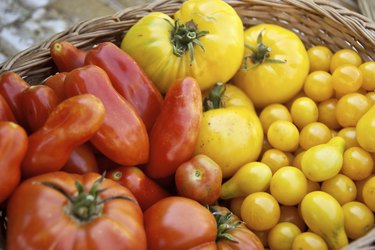 Basket full of fresh tomatoes