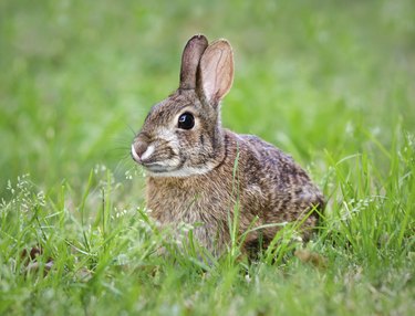 Cottontail bunny rabbit munching grass