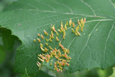 Leaf Damage by Mites