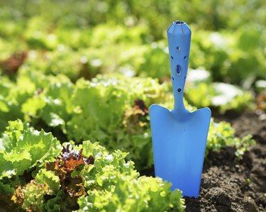 Blue scoop and green lettuce