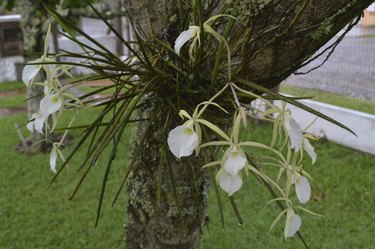 white orchids on a tropical tree