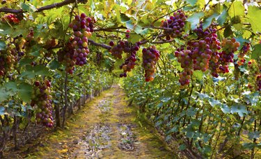 Red grapes growing