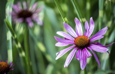 Echinacea flower