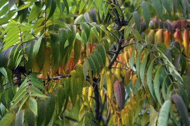 Sumac leaves in autumn