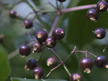 American Elderberry Berries