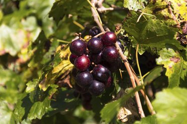 Muscadine Grapes