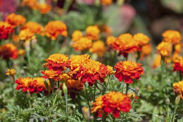 Marigold flowers background