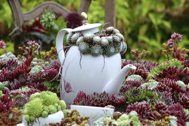 coffee pot in a houseleek landscape