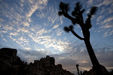 Patchy sky, rocky outcropping, and a joshua tree