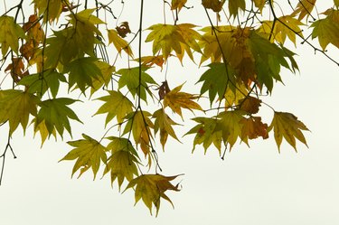 Japanese maple leaves, Japan, view from below