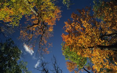 Sugar maple trees in fall, Canada, view from below