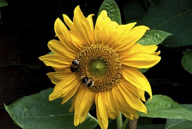 Two bees on asunflower