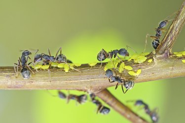 black ants are taking care aphids