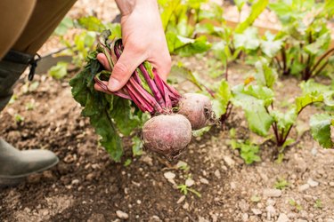 Man gathering some beetroot